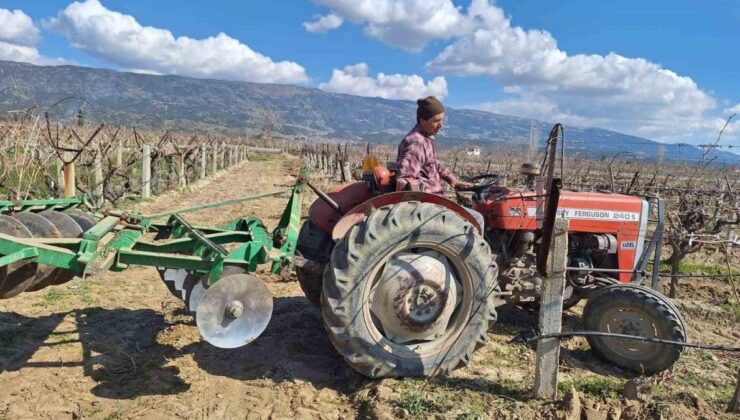 Çekirdeksiz Sultaniye üzümüne hazırlık! Manisa’nın bağlarında hummalı çalışma