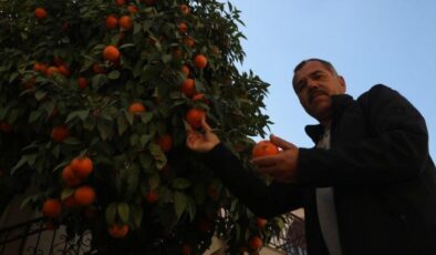 Depremin vurduğu Hatay’da narencileri toplayacak kimse kalmadı