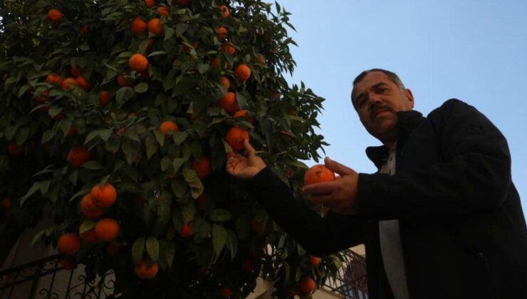 Depremin vurduğu Hatay’da narencileri toplayacak kimse kalmadı