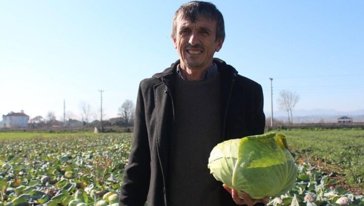 Samsun’un Bafra Ovası’ndan beyaz lahana hasadı başladı! 200 bin ton bekleniyor