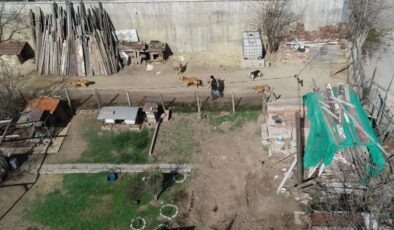 Ankara’da çocuklar başıboş köpekler yüzünden okula korkuyla gidiyor