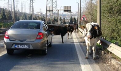 Kocaeli’de yola çıkan büyükbaş hayvanlar trafiği kilitledi