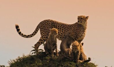 Memeli Canlıların İlham Verici Hikayeleri BBC Earth’te