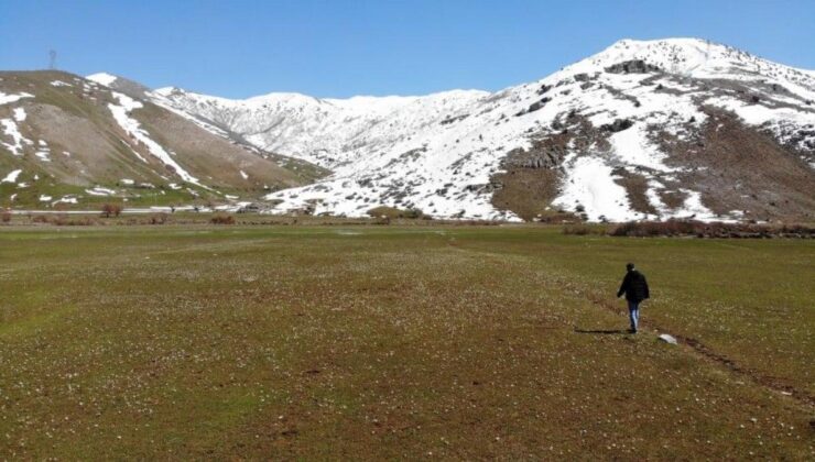 Bitlis’e bahar geldi: Kardelenlerden görsel şölen