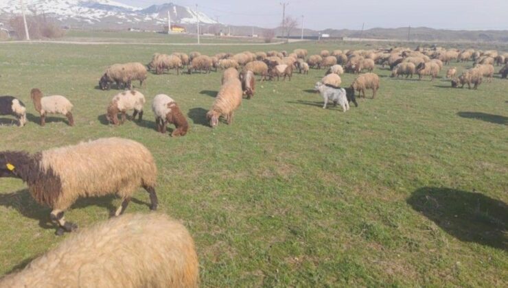 Bitlis’te kar kalktı: Koyunlar meralara çıkarıldı