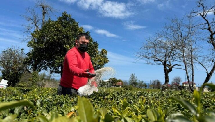 Doğu Karadeniz’de yaş çay sezonu için hazırlıklar sürüyor