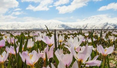 Hakkari Yüksekova renklendi: Çiçek açan çiğdemler büyülüyor