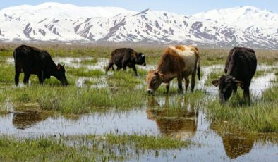 Hakkari’de meralar, otlayan sürülerle hareketlendi