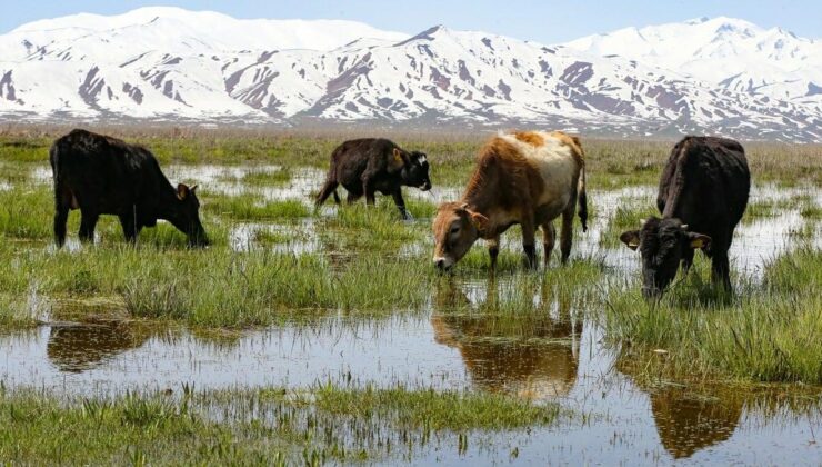 Hakkari’de meralar, otlayan sürülerle hareketlendi