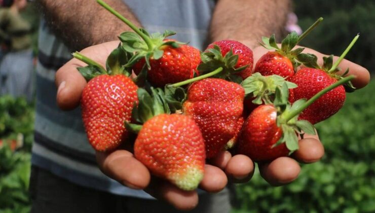 Hatay’da çilek hasadı başladı: Yurt dışına 50, yurt içine 70 TL’den satılıyor