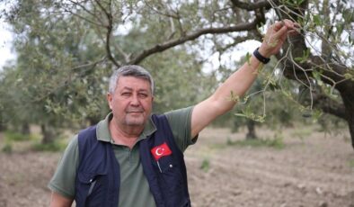 Manisa’daki zeytin ağaçlarını halkalı leke hastalığı sardı