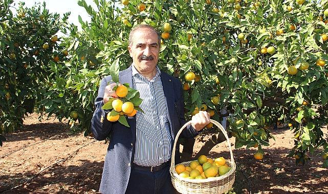 Narenciye sektörü KKTC’de görülen yeşillenme hastalığının Türkiye’ye sıçramaması için topyekûn mücadele istiyor