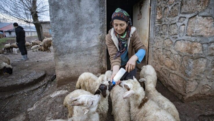 Onlar baharın müjdecisi… Tunceli’de oğlak ve kuzuları özenle besliyorlar