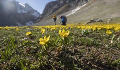 Tunceli’de bahar çiçekleri açtı