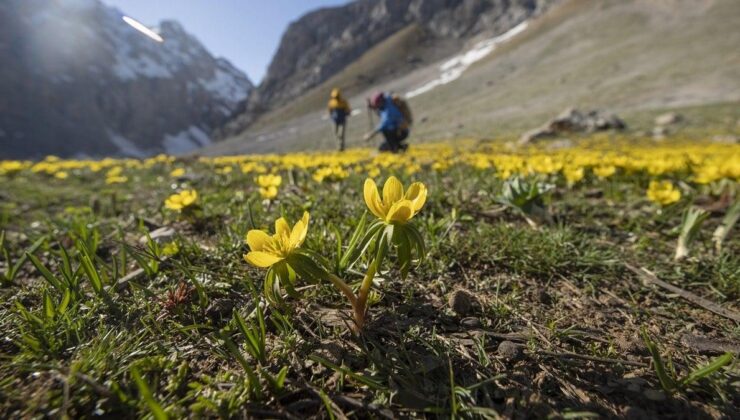 Tunceli’de bahar çiçekleri açtı