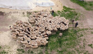 Yozgat’ta öğretmenlikten istifa edip köyünde koyun yetiştiriciliğine başladı