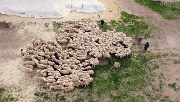 Yozgat’ta öğretmenlikten istifa edip köyünde koyun yetiştiriciliğine başladı