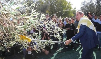 Ayvalık’ta 19. Zeytin Hasat ve Turizm Festivali heyecanı