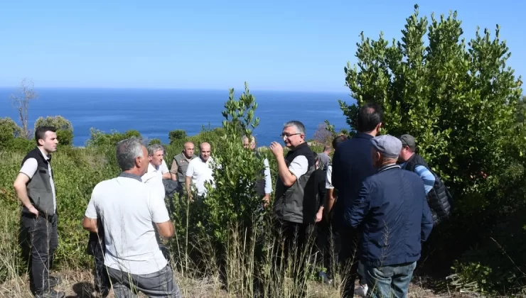 Bursa Orman, Mudanya kırsalında defne sahalarını iyileştirecek