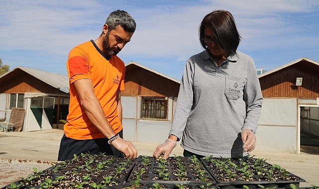 Çansera’da Kışlık Çiçek Üretimi Başladı