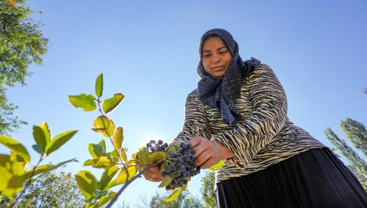 Diyarbakırlı öğretmen engebeli arazisini aronya bitkisi yetiştirerek değerlendirdi