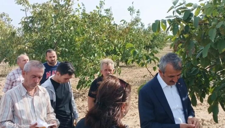 Edirne Valisi Sezer ceviz hasadına katıldı