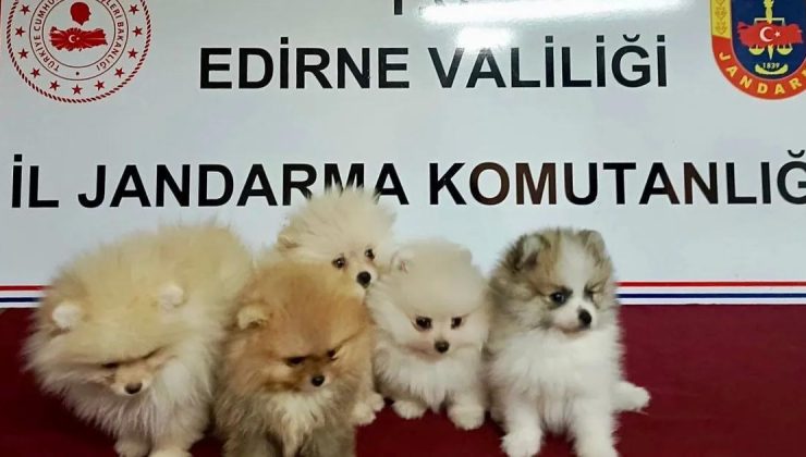 Edirne’de hayvan kaçakçılığı operasyonu… 5 köpek kurtarıldı!