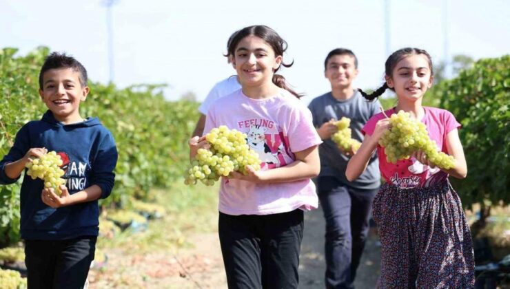 Elazığ’da üzüm hasadı çocuklarla daha renkli hale geliyor!