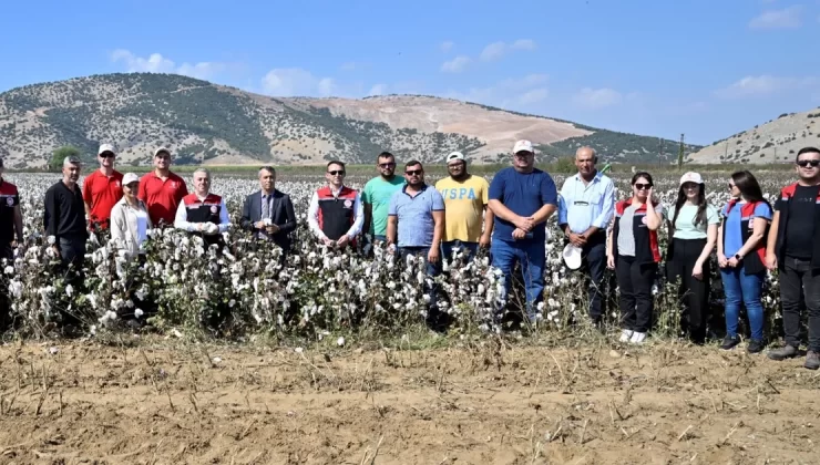 İzmir Torbalı’da teşvikli tarlalarda pamuk hasadı