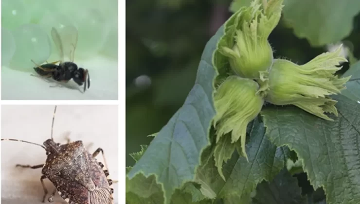 Kahverengi kokarca ile mücadele için Samuray arıları salındı