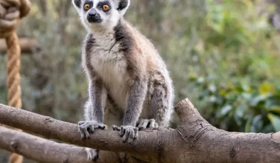 Lemur türlerinin korunmasına dikkat çekildi