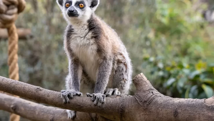 Lemur türlerinin korunmasına dikkat çekildi