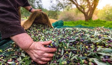 Marmarabirlik zeytin alım fiyatlarını açıkladı