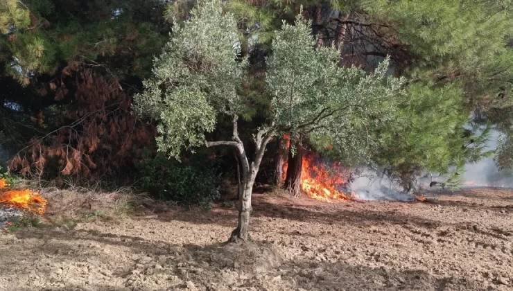 Mudanya Çağrışan’da tarım arazisinde çıkan yangın korkuttu