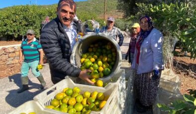 Satsuma mandalinanın ihracat yolculuğu başlıyor