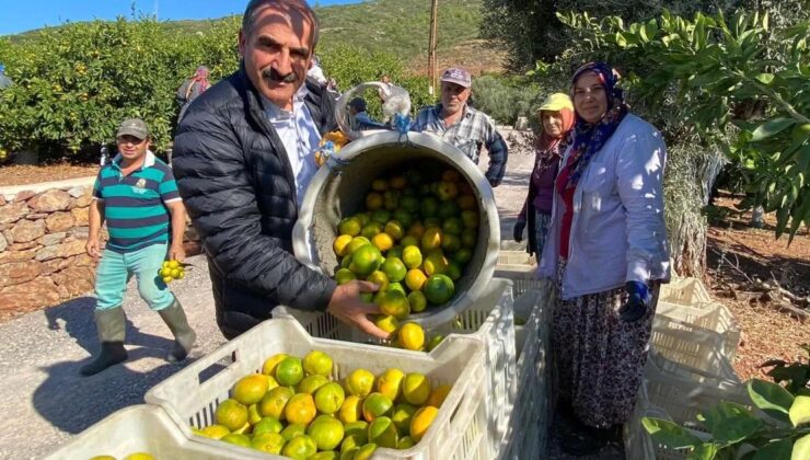 Satsuma mandalinanın ihracat yolculuğu başlıyor