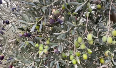 Sofralık zeytin ihracatında tarihi rekor