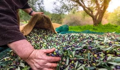 Türkiye sofralık zeytin ihracatında 210 milyon dolara ulaştı