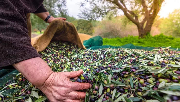 Türkiye sofralık zeytin ihracatında 210 milyon dolara ulaştı