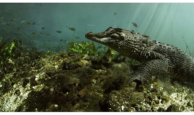 ‘Vahşi Florida: Sürüngenlerin Hükmettiği Yer’ 13 Ekim Pazar Günü 20.00’de National Geographic WILD Ekranlarına Geliyor!